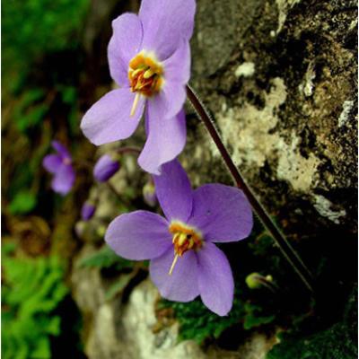 Ramonda myconi (L.) Rchb.