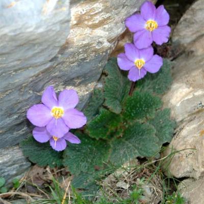 Ramonda myconi (L.) Rchb.