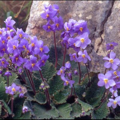 Ramonda myconi (L.) Rchb.